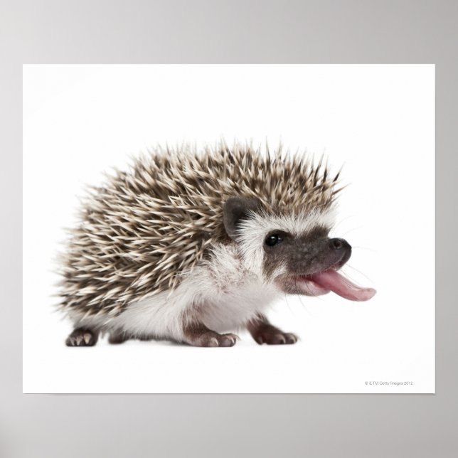 Affiches Hérisson à quatre pattes - Atelerix albiventris (Devant)