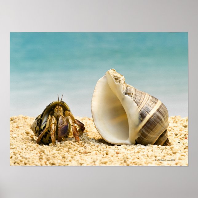 Affiches Hermite crabe regardant une coquille plus grande (Devant)