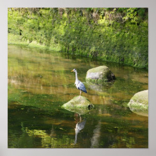 Affiches Heron gris sur une rivière à Warkworth Northumberl