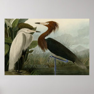 Affiches Heron pourpre
