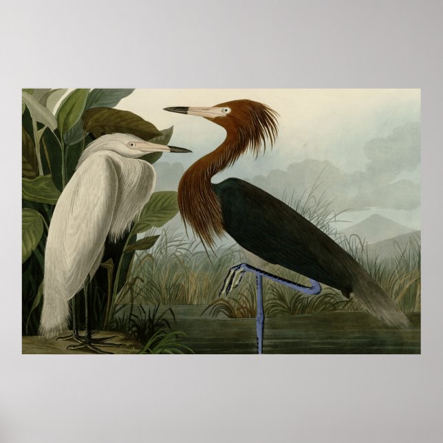 Affiches Heron pourpre (Devant)
