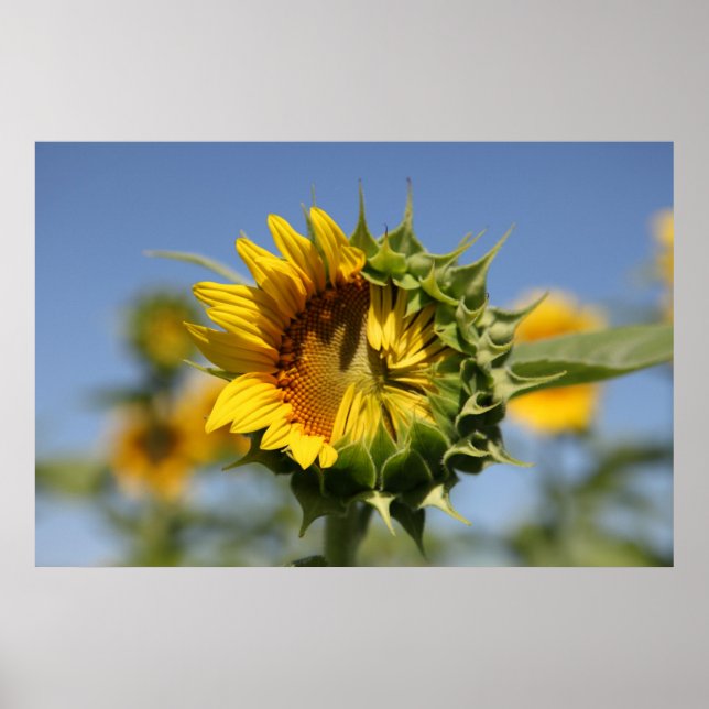 Affiches Hésitant (Devant)