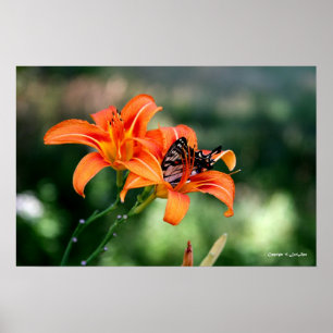 Affiches Heure d'alimentation aux Lillies 4