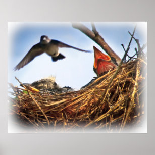 Affiches Heure d'alimentation du nid de l'hirondelle d'arbr
