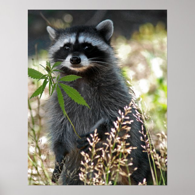 AFFICHES HEUREUX RACCOON (Devant)