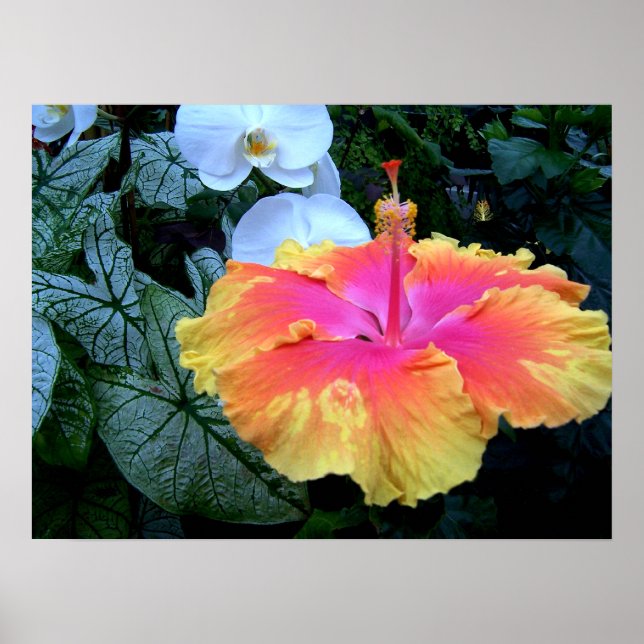 Affiches hibiscus (Devant)