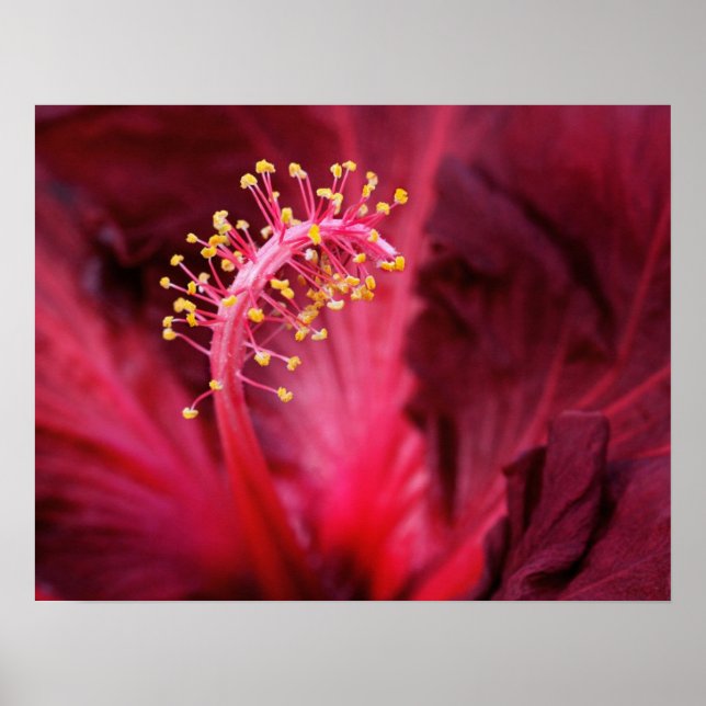 Affiches Hibiscus (Devant)
