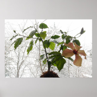 Affiches Hibiscus #1