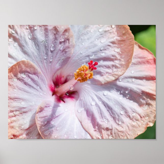 Affiches Hibiscus Flower with Dew (Devant)