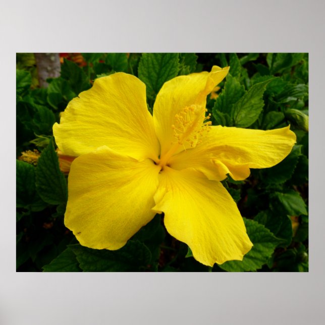 Affiches Hibiscus hawaïen (Devant)