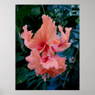 Affiches Hibiscus hybride