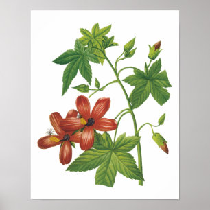 Affiches hibiscus(Lavatera phoenicea) par Redouté