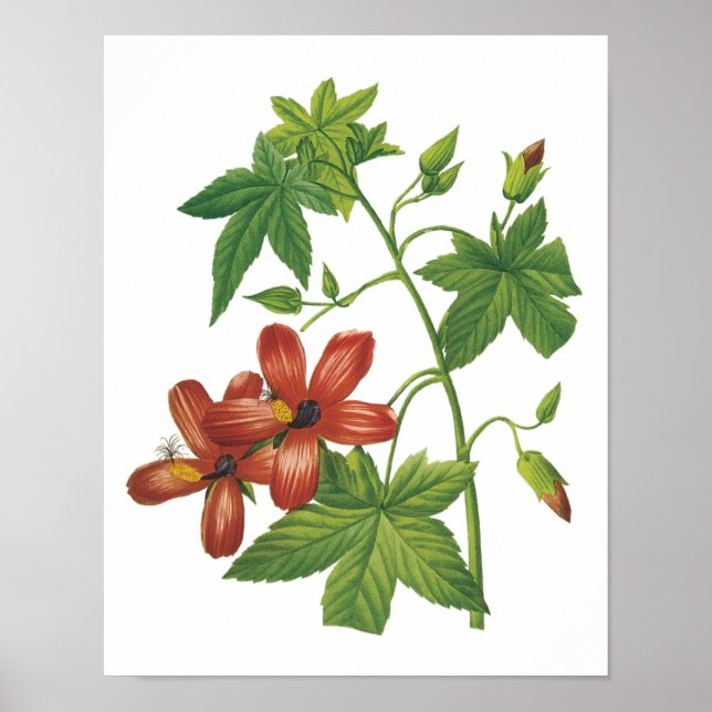 Affiches hibiscus(Lavatera phoenicea) par Redouté (Devant)