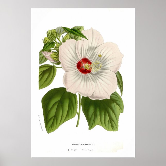 Affiches Hibiscus moscheutos (Devant)