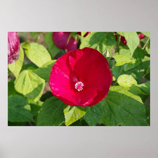 Affiches Hibiscus rouge (Devant)