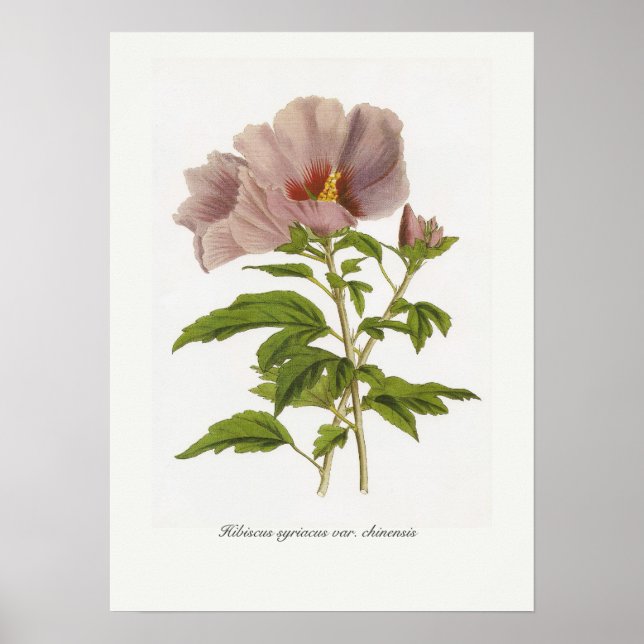 Affiches Hibiscus syriacus var. chinensis (Devant)