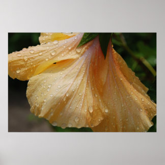 Affiches HibiscusJaune75