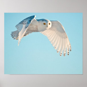Affiches Hibou blanc en vol