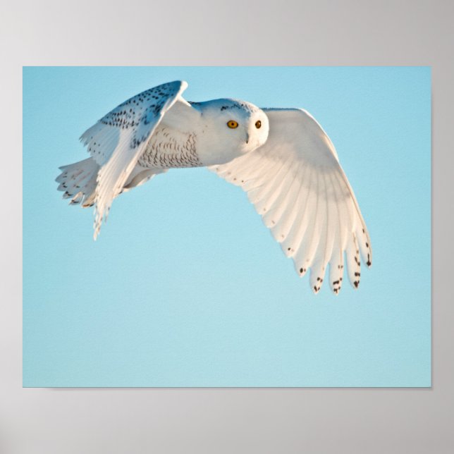 Affiches Hibou blanc en vol (Devant)