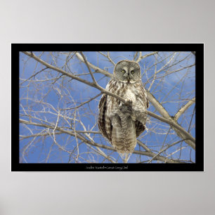 Affiches Hibou de grand gris