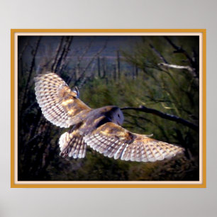 Affiches Hibou de grange dans le midflight