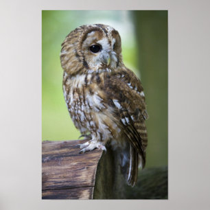 Affiches Hibou fauve