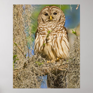 Affiches Hibou moyen-duc (Strix varia) perché dans un cyprè