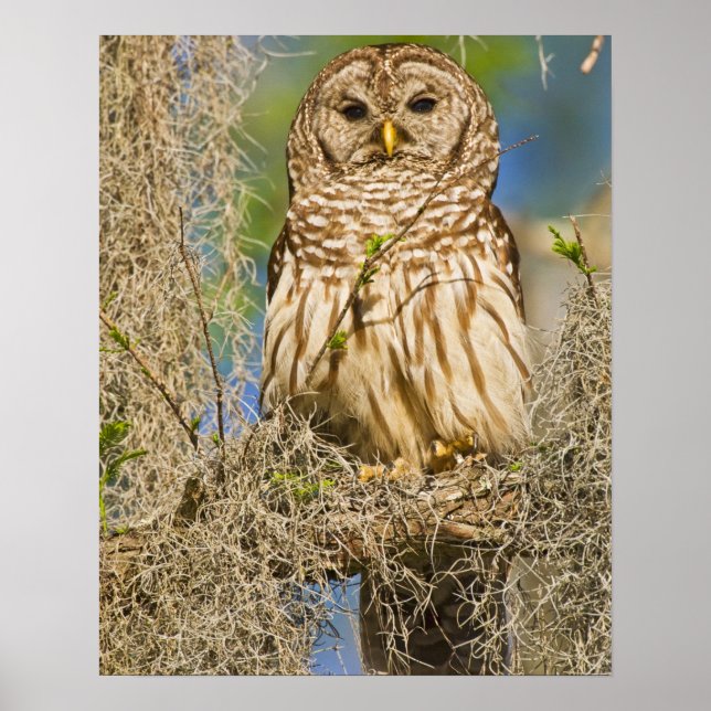 Affiches Hibou moyen-duc (Strix varia) perché dans un cyprè (Devant)