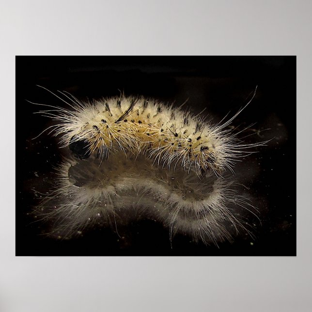 Affiches Hickory Tussock Caterpillar (Devant)