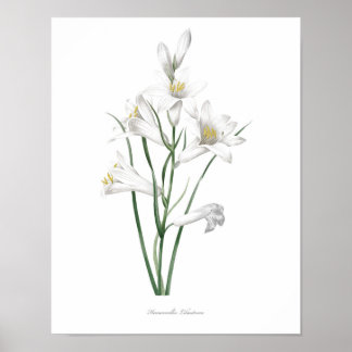 Affiches HIGHEST QUALITY Botanical print of Hemerocallis