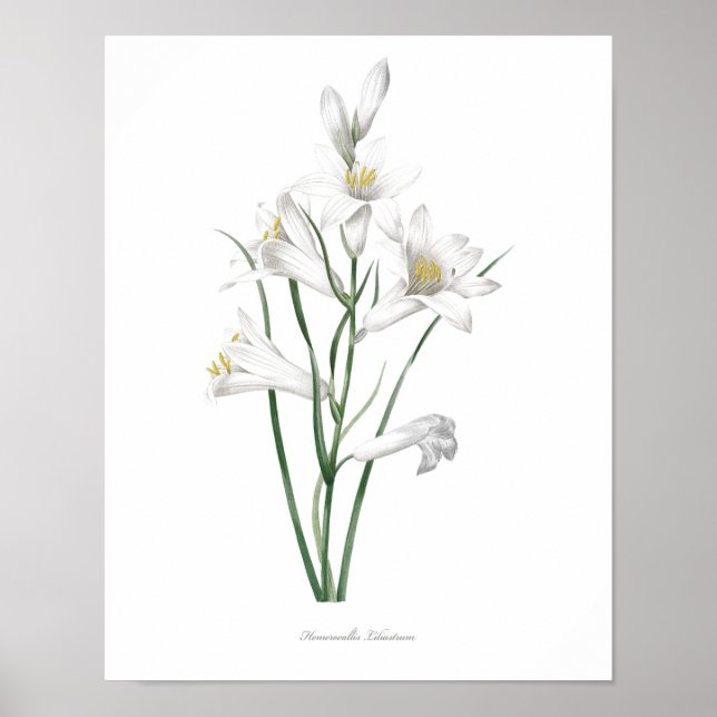 Affiches HIGHEST QUALITY Botanical print of Hemerocallis (Devant)
