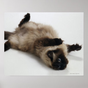 Affiches Himalayan Cat Lying on his Back