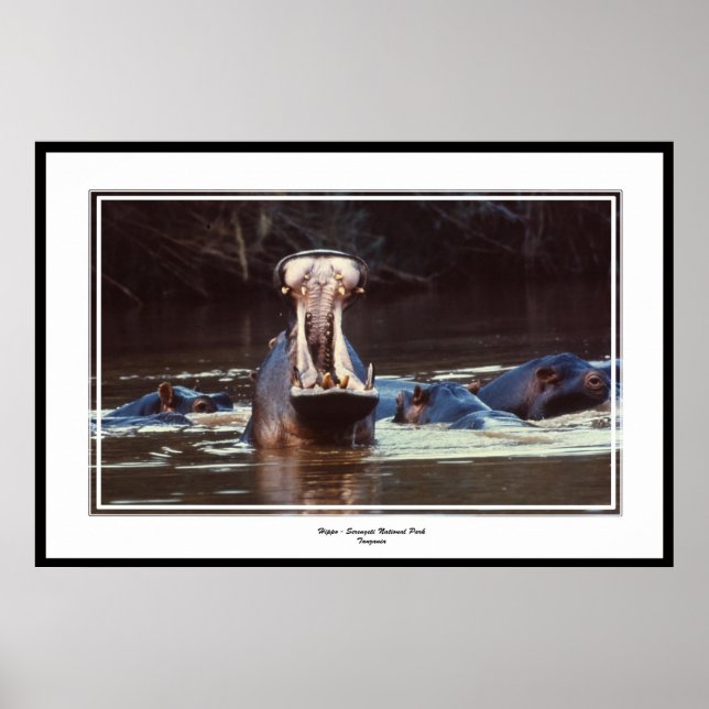 Affiches Hippo - Serentgeti (Devant)