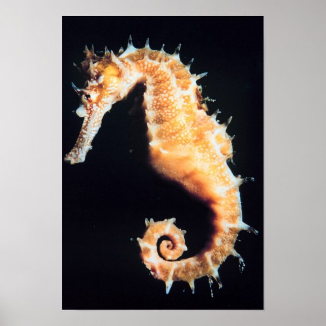 Affiches Hippocampe - Hippocampus sp. (Devant)
