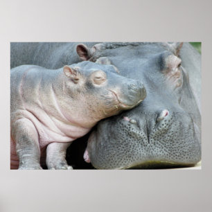 Affiches Hippopotame