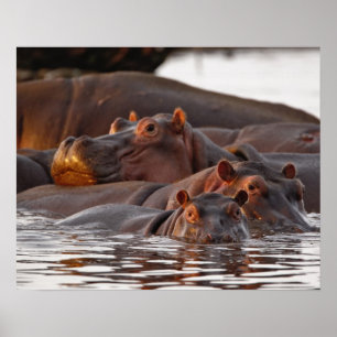 Affiches Hippopotame, Hippopotamus amphibius, Lac
