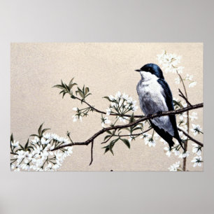 Affiches Hirondelle d'arbre