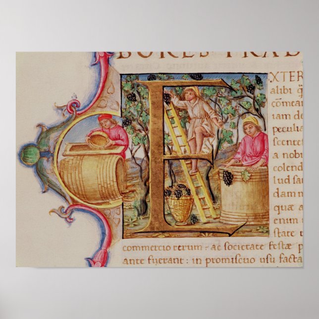 Affiches Historiated initial 'E' depicting grape picking (Devant)