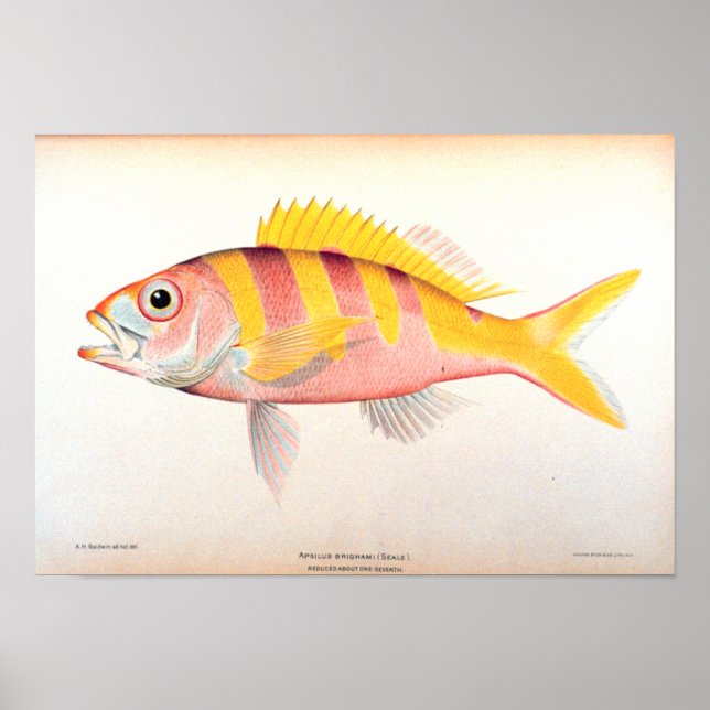 Affiches Historic Fisheries (Devant)