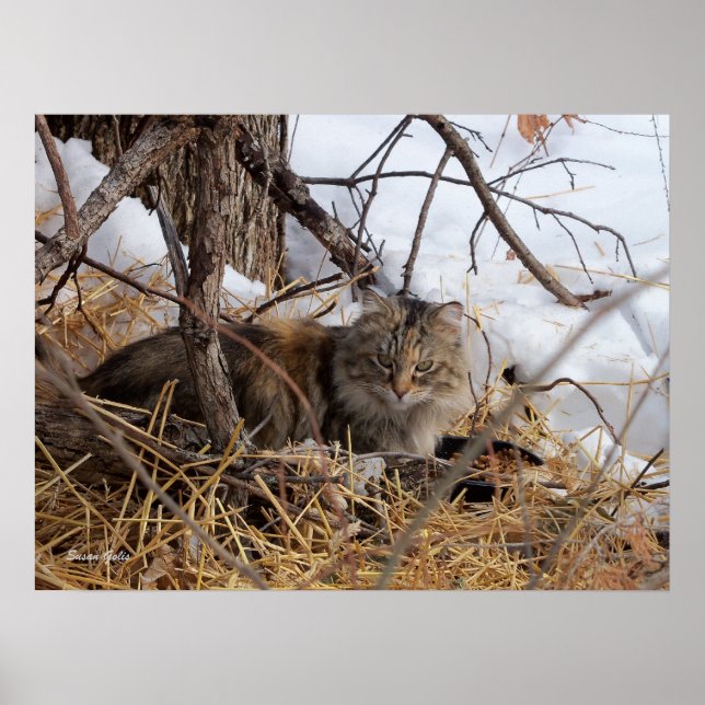 Affiches Hiver Bois Feral Chat Imprimer (Devant)