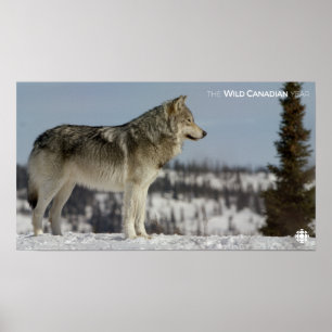 Affiches Hiver - Loup