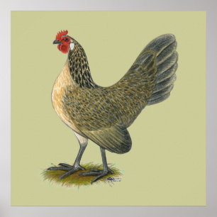 Affiches Hollandais Bantam : Caille Bleue Hen