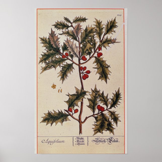 Affiches Holly de 'A Curious Herbal', 1782 (Devant)