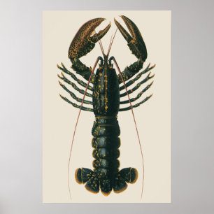 Affiches Homard vintage, Marine Ocean Life Crustacean