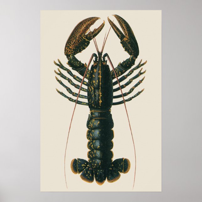 Affiches Homard vintage, Marine Ocean Life Crustacean (Devant)