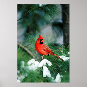 Affiches Homme du Cardinal du Nord sur l'arbre, IL