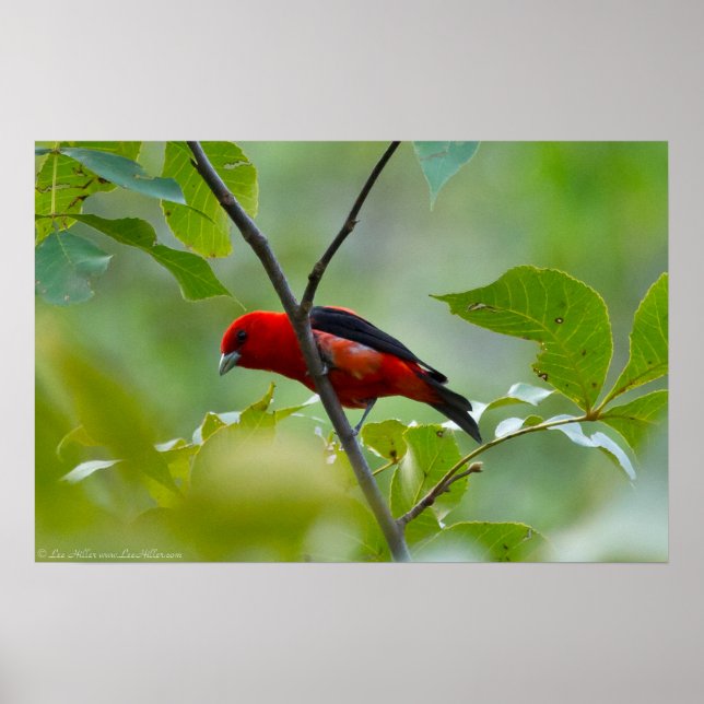 Affiches Homme Scarlet Tanager dans le vert d'été (Devant)