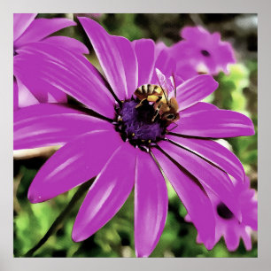 Affiches Honey Bee Sur Un Daisy Africain Violet