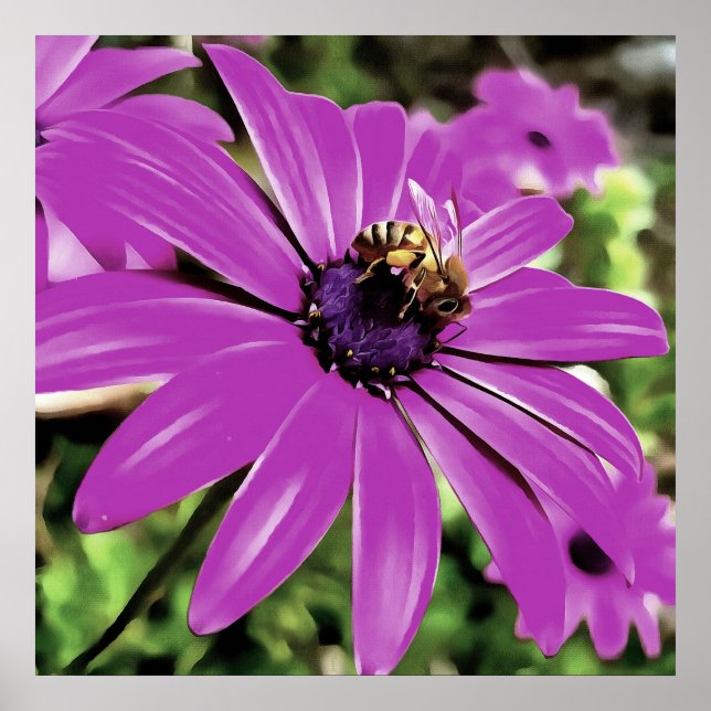 Affiches Honey Bee Sur Un Daisy Africain Violet (Devant)