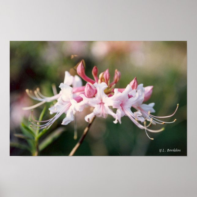 Affiches Honeysuckle Fleur sauvage Azalea (Devant)